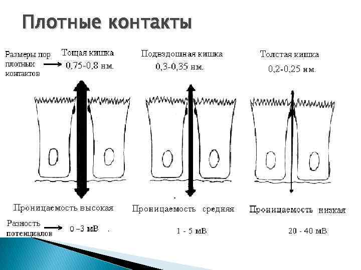 Плотные контакты 