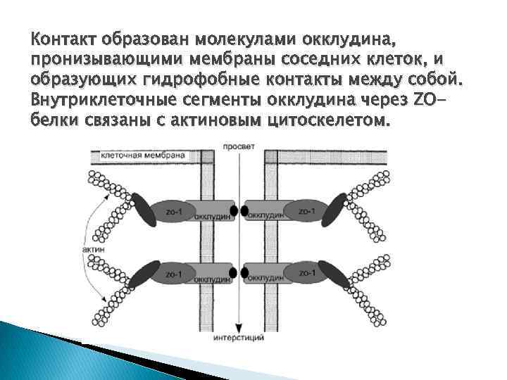 Контакт образован молекулами окклудина, пронизывающими мембраны соседних клеток, и образующих гидрофобные контакты между собой.