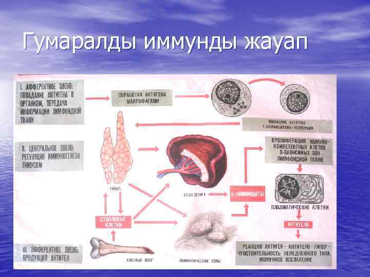 Гумаралды иммунды жауап 