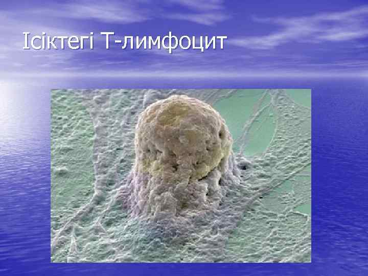 Ісіктегі Т-лимфоцит 