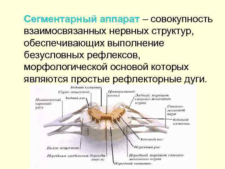 Сегментарный аппарат – совокупность аппарат взаимосвязанных нервных структур, обеспечивающих выполнение безусловных рефлексов, морфологической основой