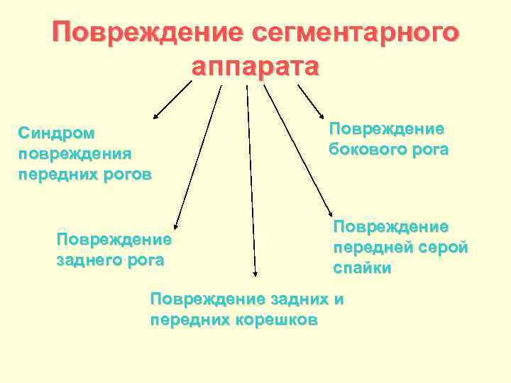 Повреждение сегментарного аппарата Синдром повреждения передних рогов Повреждение заднего рога Повреждение бокового рога Повреждение