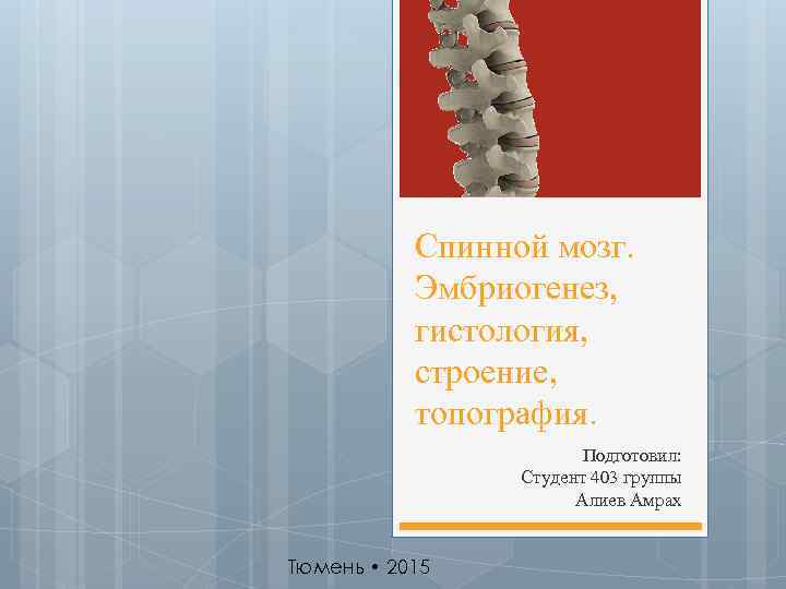 Спинной мозг. Эмбриогенез, гистология, строение, топография. Подготовил: Студент 403 группы Алиев Амрах Тюмень •