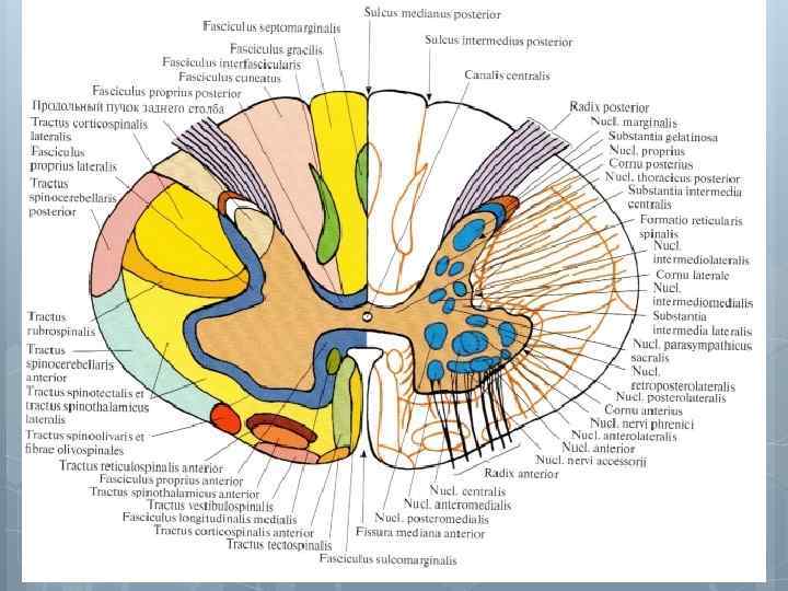 Спинной мозг гистология рисунок