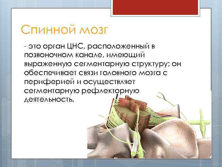 Спинной мозг - это орган ЦНС, расположенный в позвоночном канале, имеющий выраженную сегментарную структуру;