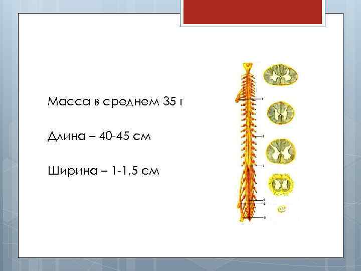 Масса в среднем 35 г Длина – 40 -45 см Ширина – 1 -1,