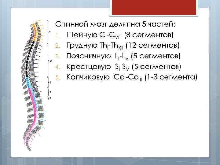 Спинной мозг делят на 5 частей: 1. Шейную CI-CVIII (8 сегментов) 2. Грудную Th.