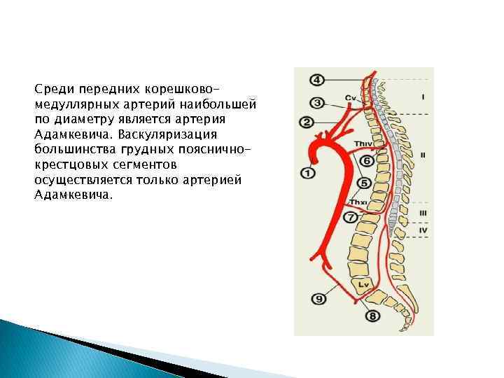 Мра картина асимметрии диаметра интракраниальных сегментов позвоночных артерий d s