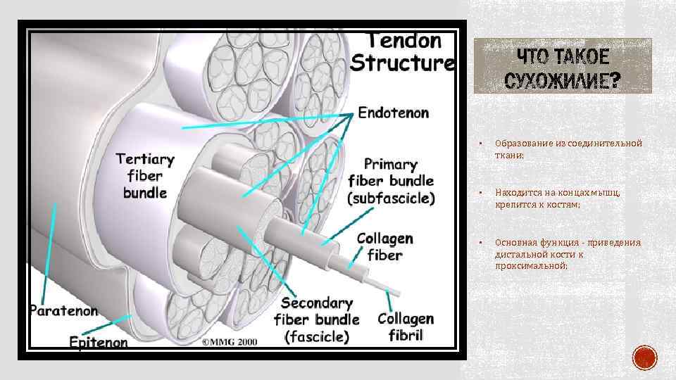  • Образование из соединительной ткани; • Находится на концах мышц, крепится к костям;