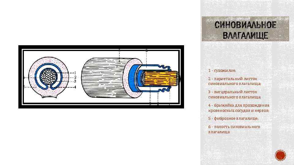 1 - сухожилие; 2 - париетальный листок синовиального влагалища; 3 - висцеральный листок синовиального