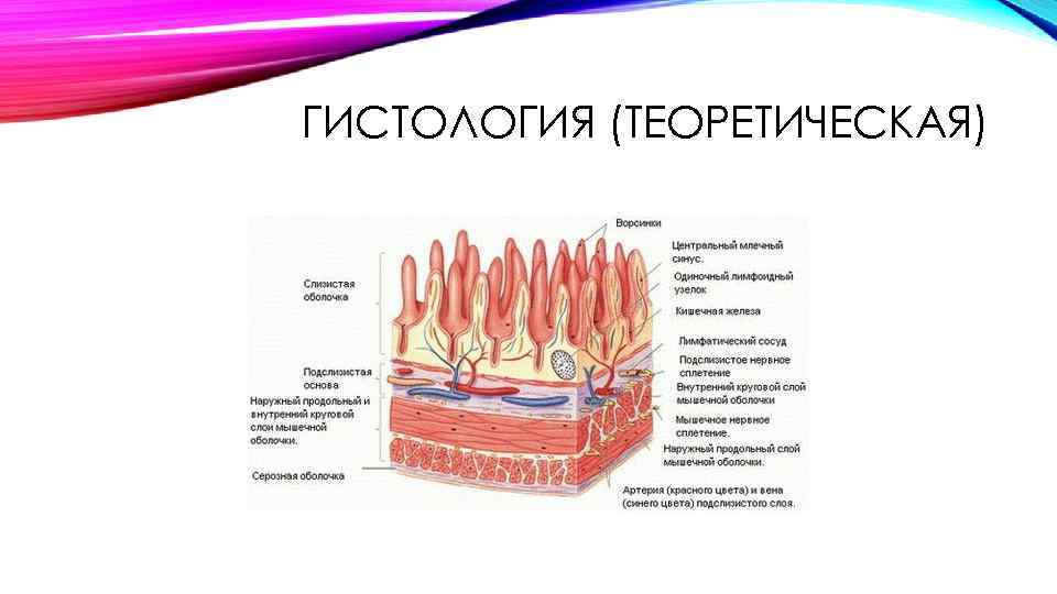ГИСТОЛОГИЯ (ТЕОРЕТИЧЕСКАЯ) 