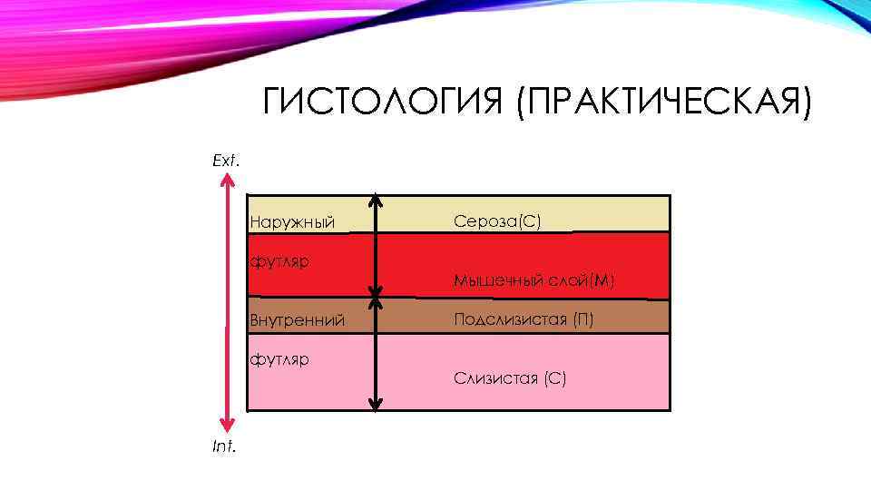 ГИСТОЛОГИЯ (ПРАКТИЧЕСКАЯ) Ext. Наружный футляр Внутренний футляр Int. Сероза(С) Мышечный слой(М) Подслизистая (П) Слизистая
