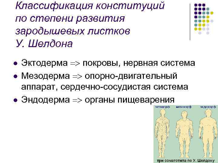 Классификация конституций по степени развития зародышевых листков У. Шелдона l l l Эктодерма покровы,