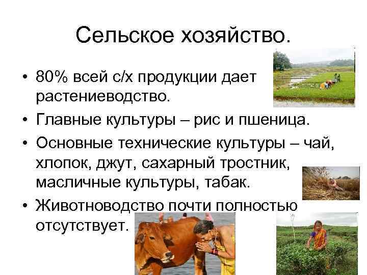 Сельское хозяйство. • 80% всей с/х продукции дает растениеводство. • Главные культуры – рис