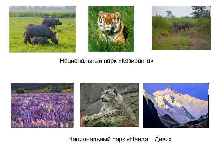 Национальный парк «Казиранга» Национальный парк «Нанда – Деви» 