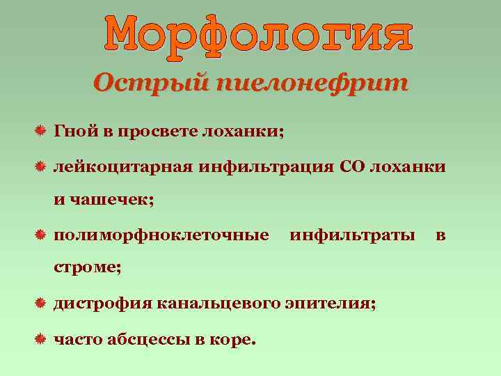 Острый пиелонефрит Гной в просвете лоханки; лейкоцитарная инфильтрация СО лоханки и чашечек; полиморфноклеточные инфильтраты