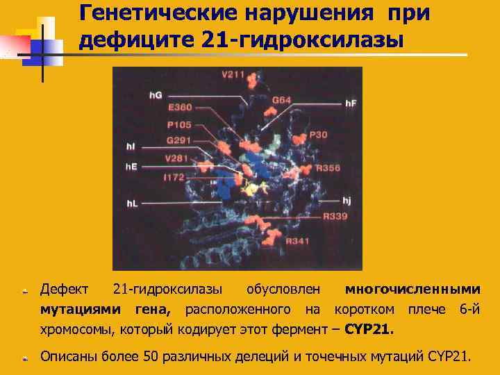 Генетические нарушения при дефиците 21 -гидроксилазы Дефект 21 -гидроксилазы обусловлен многочисленными мутациями гена, расположенного