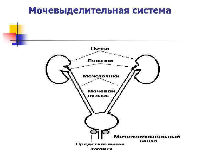 Мочевыделительная система 