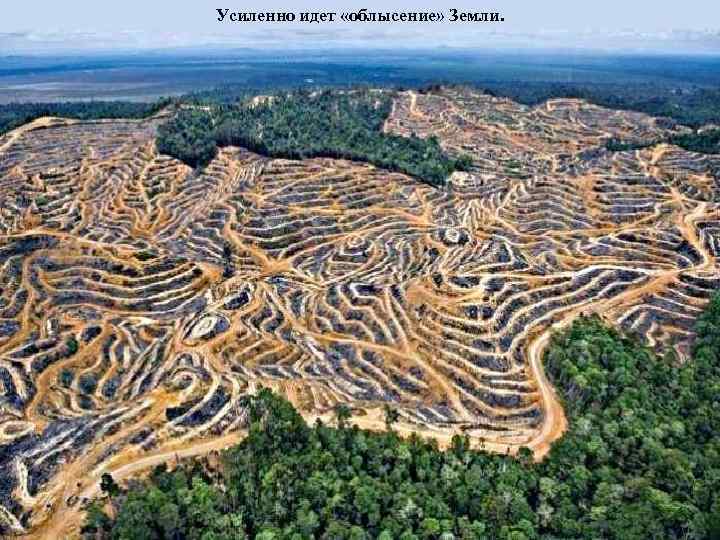 Усиленно идет «облысение» Земли. 