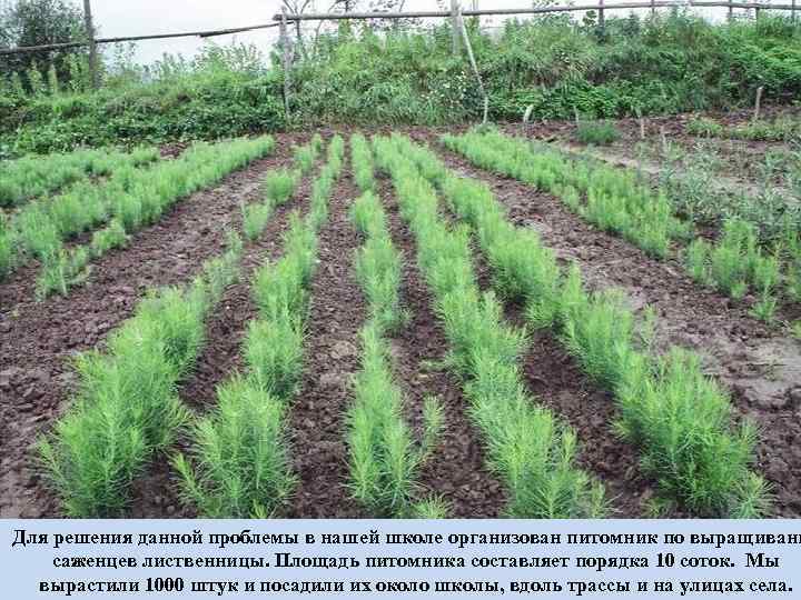  Для решения данной проблемы в нашей школе организован питомник по выращивани саженцев лиственницы.