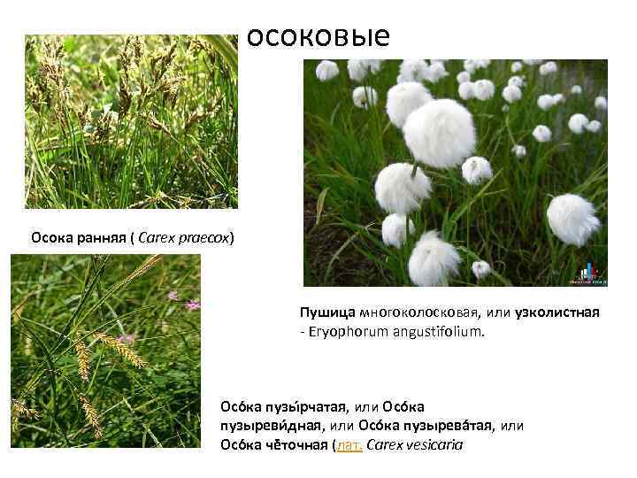 осоковые Осока ранняя ( Carex praecox) Пушица многоколосковая, или узколистная Eryophorum angustifolium. Осо ка