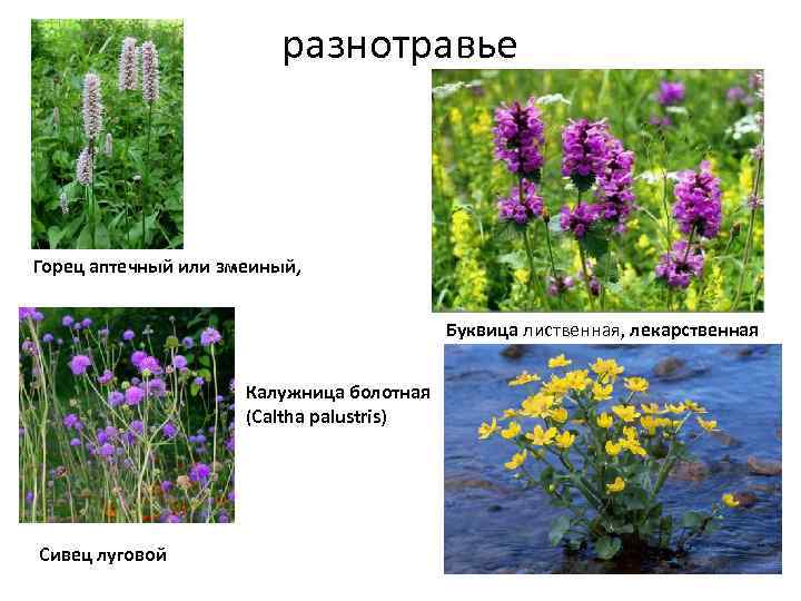 Растения псковской области фото и описание