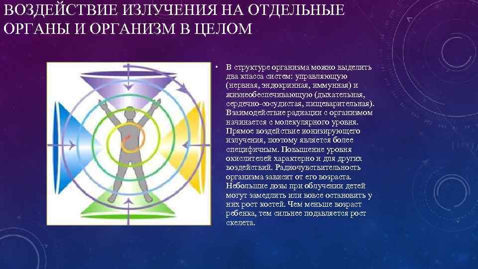 ВОЗДЕЙСТВИЕ ИЗЛУЧЕНИЯ НА ОТДЕЛЬНЫЕ ОРГАНЫ И ОРГАНИЗМ В ЦЕЛОМ • В структуре организма можно