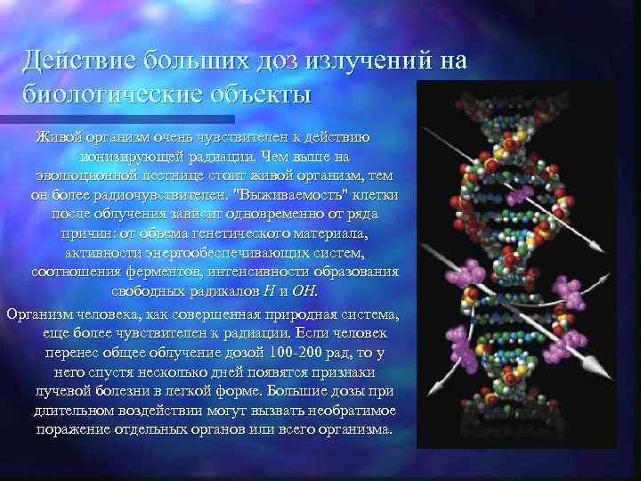 Действие больших доз излучений на биологические объекты Живой организм очень чувствителен к действию ионизирующей