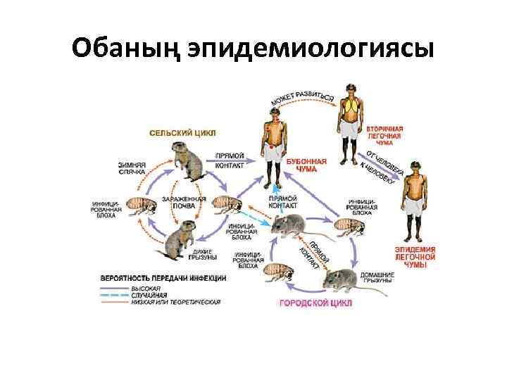 Обаның эпидемиологиясы 