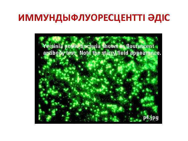 ИММУНДЫФЛУОРЕСЦЕНТТІ ӘДІС 