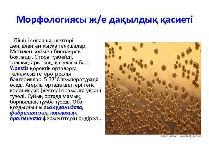 Морфологиясы ж/е дақылдық қасиеті Пішіні сопақша, шеттері дөңгеленген қысқа таяқшалар. Метилен көгімен биполярлы боялады.