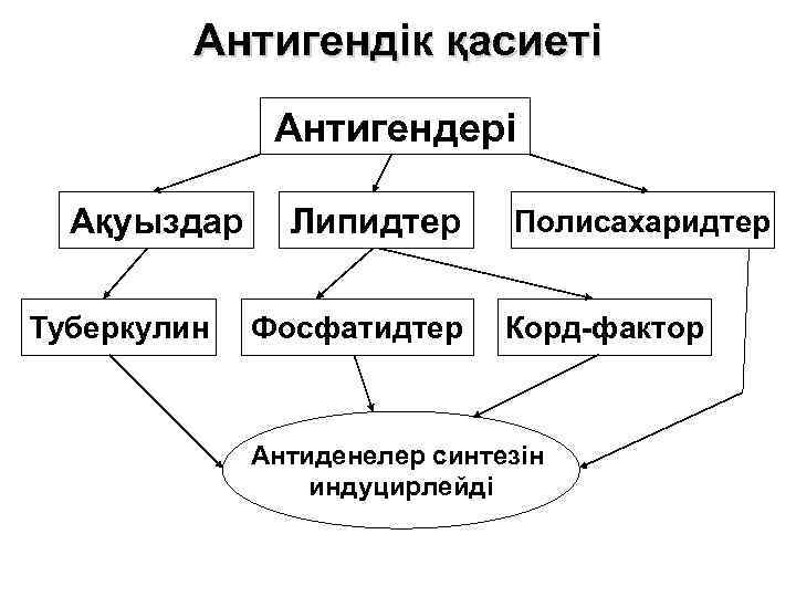 Антигендік қасиеті Антигендері Ақуыздар Туберкулин Липидтер Фосфатидтер Полисахаридтер Корд-фактор Антиденелер синтезін индуцирлейді 