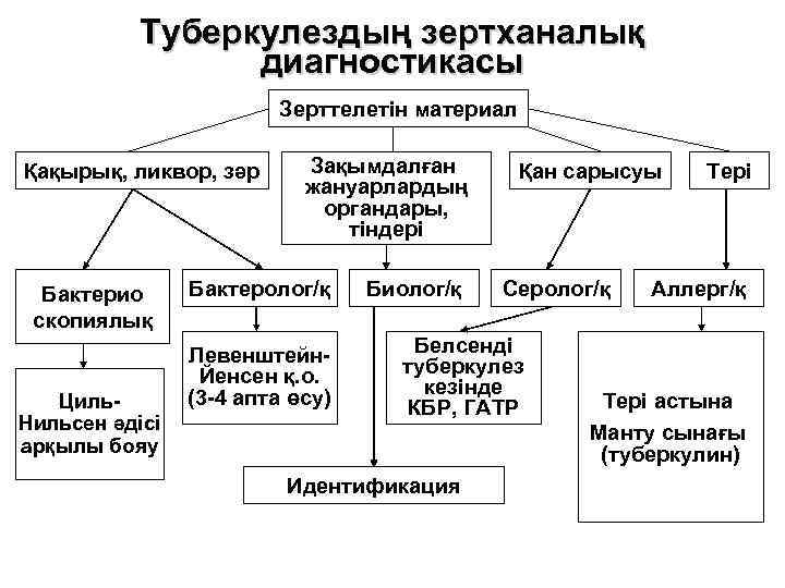 Туберкулездың зертханалық диагностикасы Зерттелетін материал Қақырық, ликвор, зәр Бактерио скопиялық Циль. Нильсен әдісі арқылы