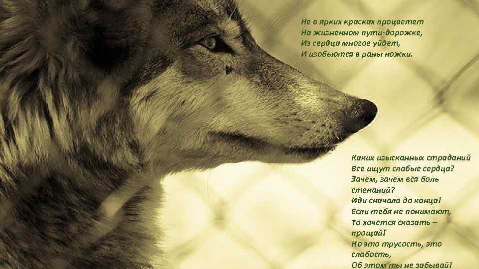 Не в ярких красках процветет На жизненном пути-дорожке, Из сердца многое уйдет, И изобьются