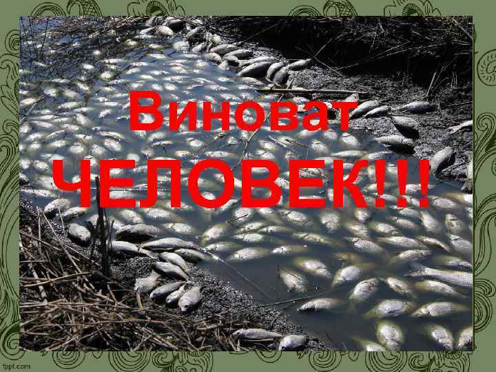 Виноват ЧЕЛОВЕК!!! 