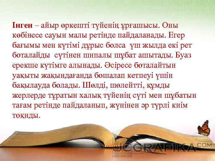 Інген – айыр өркешті түйенің ұрғашысы. Оны көбінесе сауын малы ретінде пайдаланады. Егер бағымы