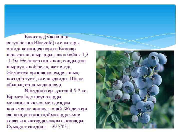 Блюголд (Vaccinium corymbosum Bluegold) өте жоғары өнімді көкжидек сорты. Бұталар шоғыры шашыраңқы, аласа бойлы