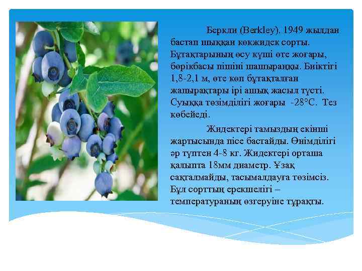 Беркли (Berkley). 1949 жылдан бастап шыққан көкжидек сорты. Бұтақтарының өсу күші өте жоғары, бөрікбасы