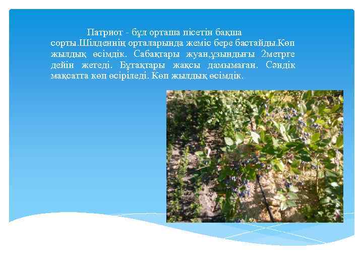 Патриот - бұл орташа пісетін бақша сорты. Шілденнің орталарында жеміс бере бастайды. Көп жылдық