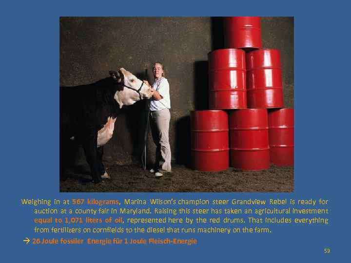  Weighing in at 567 kilograms, Marina Wilson’s champion steer Grandview Rebel is ready