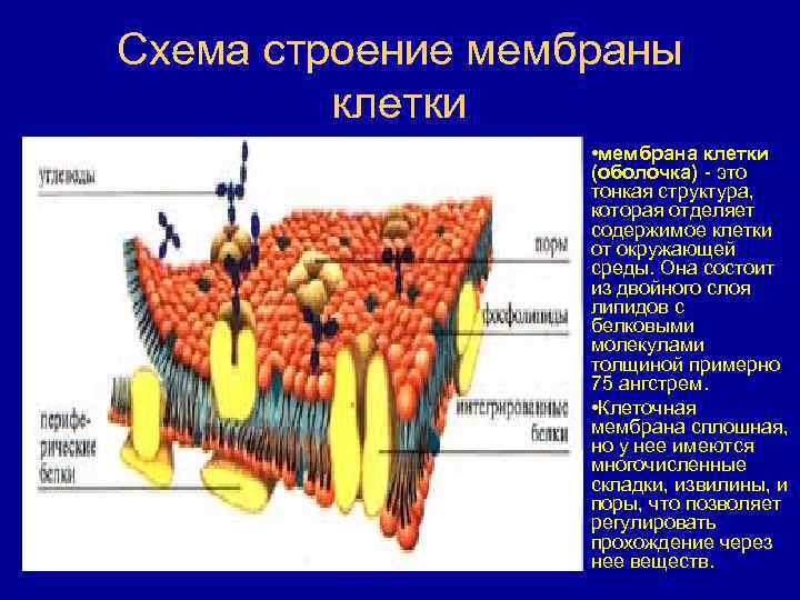 Мембрана окружающая клетку. Биологическая мембрана, окружающая клетку:. Мембраной окружены следующие структуры. Что окружено мембраной в клетке. Мембрана отделяет.