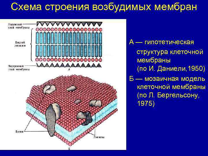 Особенности строения мембраны. Строение мембраны возбудимых клеток. Строение мембран клеток возбудимых тканей. Плазматическая мембрана возбудимой клетки. Структура и свойства мембраны возбудимых клеток.