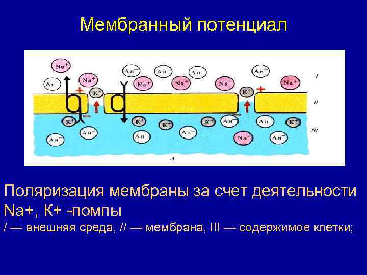 Мембрана потенциалы