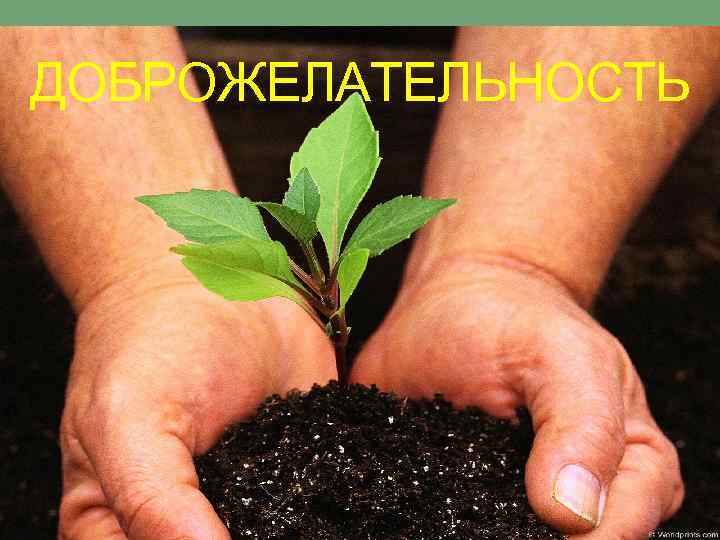ДОБРОЖЕЛАТЕЛЬНОСТЬ 