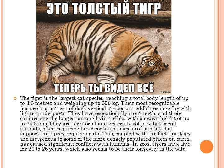  The tiger is the largest cat species, reaching a total body length of