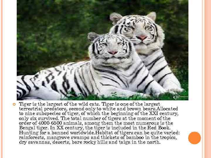 Tiger is the largest of the wild cats. Tiger is one of the