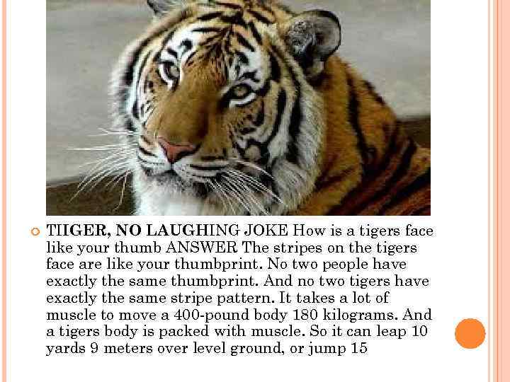  TIIGER, NO LAUGHING JOKE How is a tigers face like your thumb ANSWER