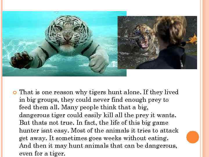  That is one reason why tigers hunt alone. If they lived in big