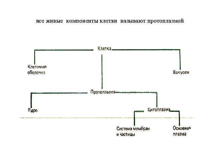 все живые компоненты клетки называют протоплазмой 