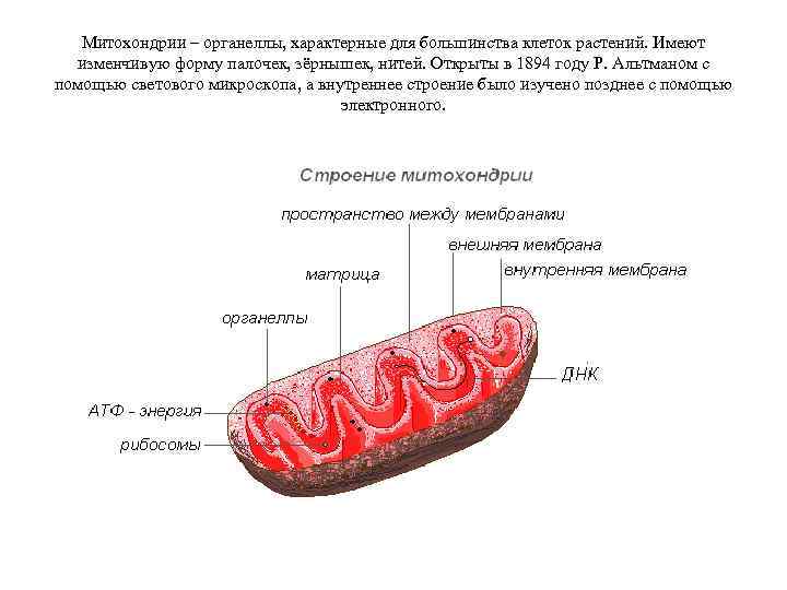 Митохондрии – органеллы, характерные для большинства клеток растений. Имеют изменчивую форму палочек, зёрнышек, нитей.